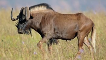 Hunt in South Africa Black Wildebeest Hunt in South Africa Black Wildebeest
