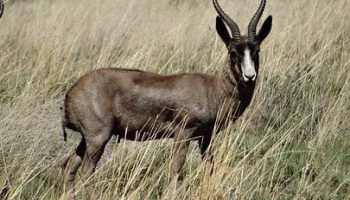 Black Springbuck Hunt in South Africa Black Springbuck