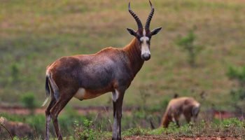 Blesbuck Package Hunts Blesbuck
