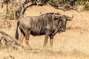 Blue Wildebeest Package Hunts Blue Wildebeest