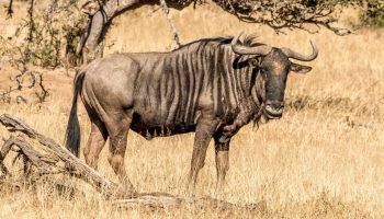 Blue Wildebeest Package Hunts Blue Wildebeest