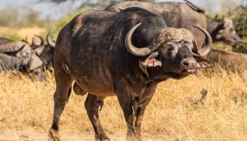 Hunt in South Africa Buffalo Hunt in South Africa Buffalo