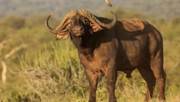 Big Five Hunt South Africa Cape Buffalo Big Five Hunt South Africa Cape Buffalo