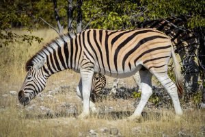 Burchells Zebra Package Hunts Zebra