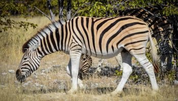Burchells Zebra Package Hunts Zebra