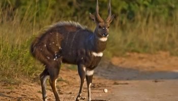 Package Hunts Bushbuck Package Hunts Bushbuck