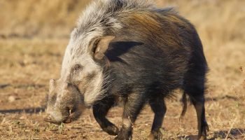 Hunt in South Africa Bushpig Hunt in South Africa Bushpig