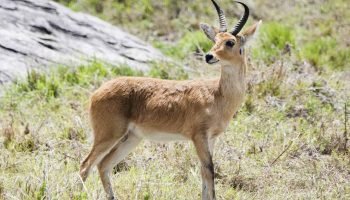 Common Reedbuck Hunt in South Africa Common Reedbuck