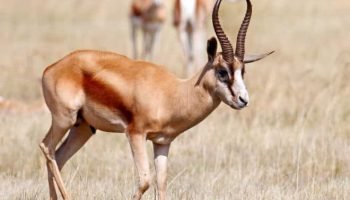 Copper Springbuck Hunt in South Africa Copper Springbuck