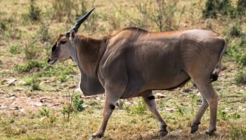 Hunt in South Africa Eland Hunt in South Africa Eland