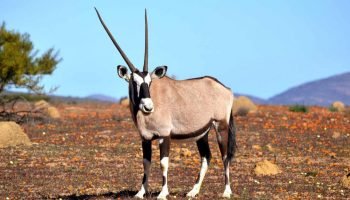 Gemsbuck Package Hunts Gemsbuck