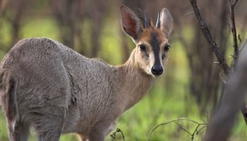 Grey Duiker Hunt in South Africa Grey Duiker