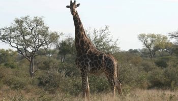 Hunt in South Africa Giraffe Hunt in South Africa Giraffe