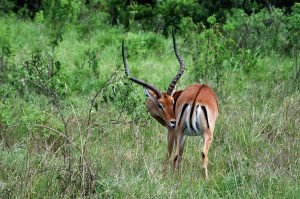 Impala Package Hunts Impala