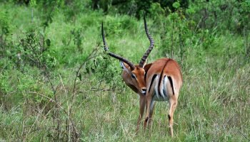 Impala Package Hunts Impala