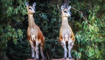 Klipspringer Hunt in South Africa Klipspringer
