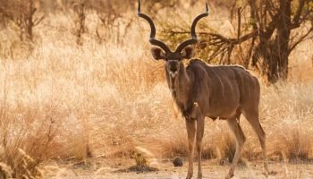 Kudu Package Hunts Kudu