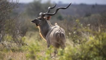 Hunt in South Africa Kudu Hunt in South Africa Kudu