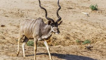Hunt In South Africa Kudu Hunt In South Africa Kudu