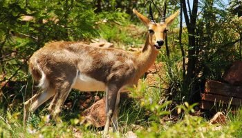 Mountain Reedbuck Hunt in South Africa Mountain Reedbuck
