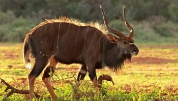 Nyala Package Hunts Nyala