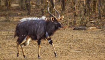 Nyala Hunt in South Africa Nyala