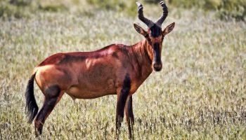 Hunt in South Africa Red Haartebeest Hunt in South Africa Red Haartebeest