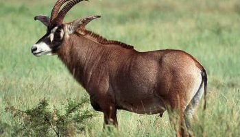 Roan Hunt in South Africa Roan Antelope