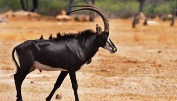 Hunt in South Africa Sable Antelope Hunt in South Africa Prices Sable Antelope