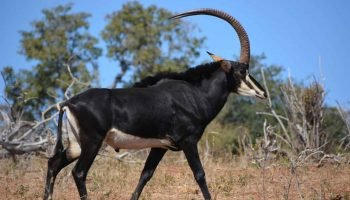 Sable Antelope Hunt in South Africa Sable Antelope