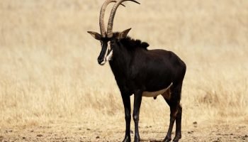 Hunt in South Africa Sable Antelope Hunt in South Africa Sable Antelope