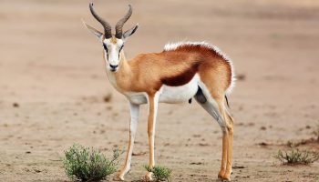 Springbuck Hunt in South Africa Springbuck