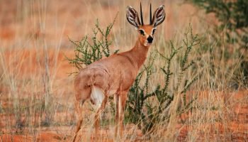 Steenbuck Hunt in South Africa Steenbuck