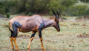 Hunt in South Africa Tsessebe Hunt in South Africa Tsessebe