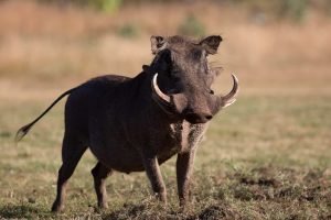 Warthog Package Hunts Warthog