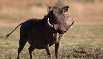 Warthog Package Hunts Warthog