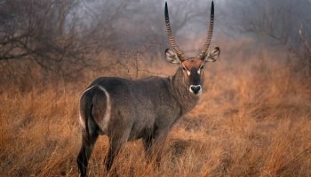 Hunt in South Africa Waterbuck Hunt in South Africa Waterbuck