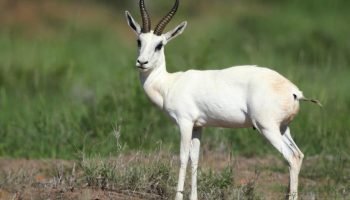 White Springbuck Hunt in South Africa White Springbuck