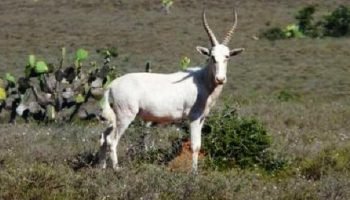 Package Hunts White Blesbuck Package Hunts White Blesbuck